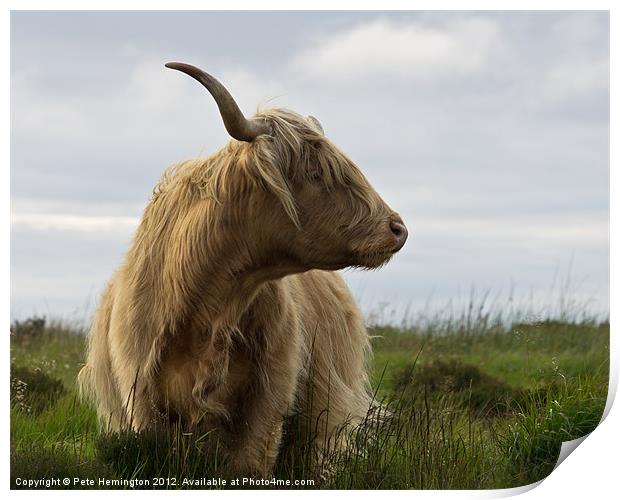 Highland Cow on Exmoor Print by Pete Hemington
