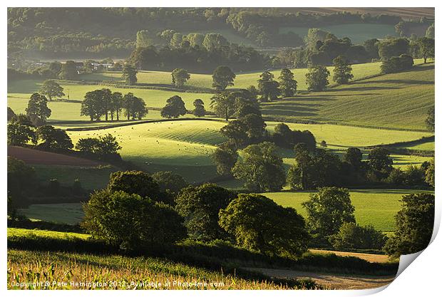 Morning light on fields Print by Pete Hemington