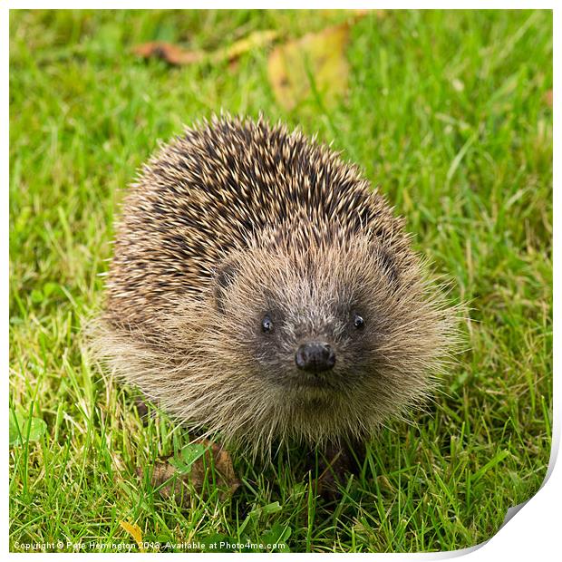 Hedgehog in the Garden Print by Pete Hemington
