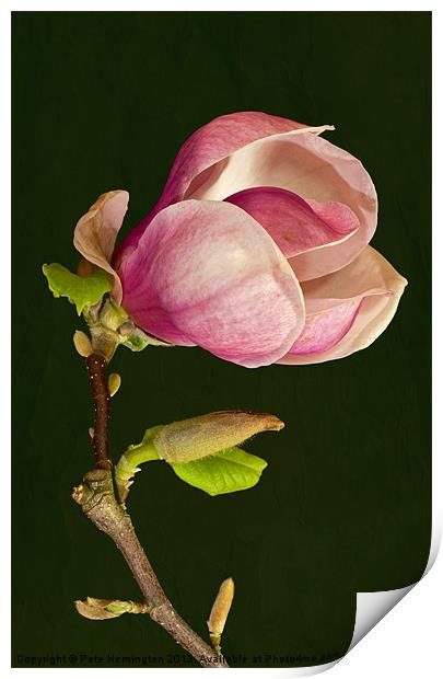 Magnolia Print by Pete Hemington