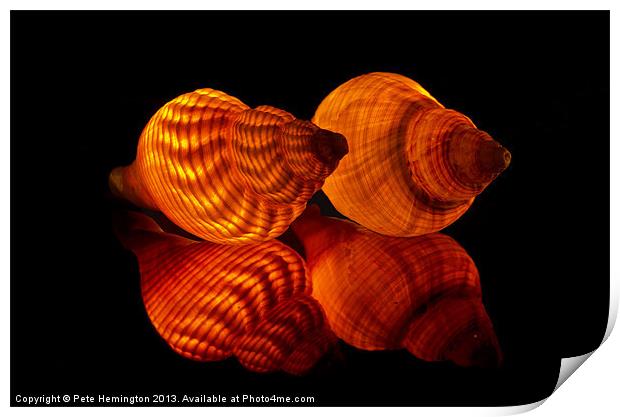 Illuminated Sea shells Print by Pete Hemington