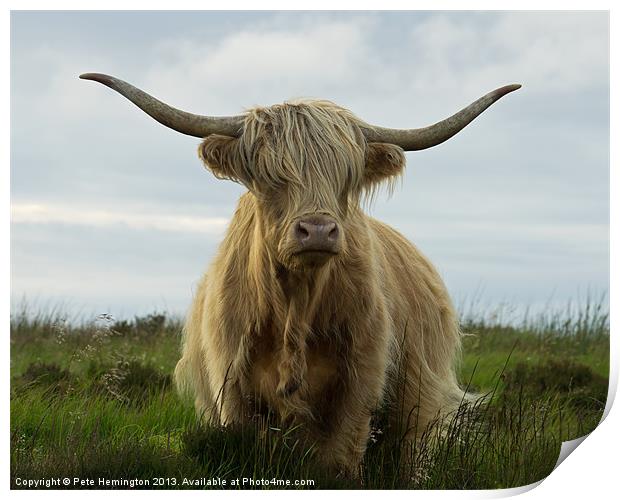 Highland cow, Exmoor Print by Pete Hemington