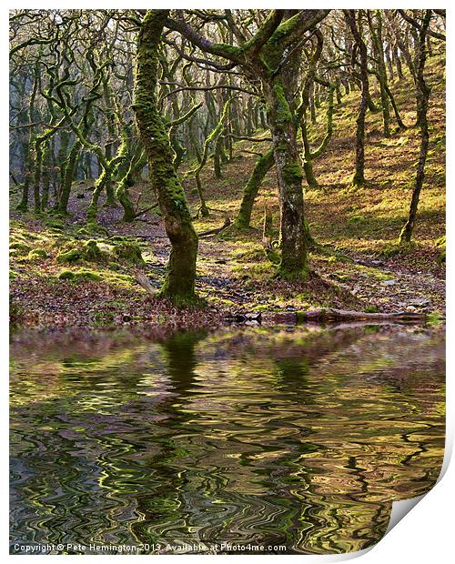 Badgeworthy woods Print by Pete Hemington