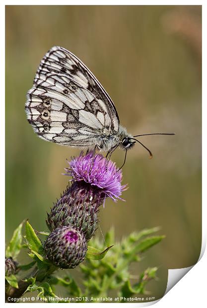 Marbled White Print by Pete Hemington