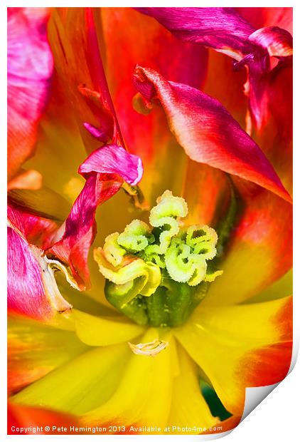 Tulip close up Print by Pete Hemington