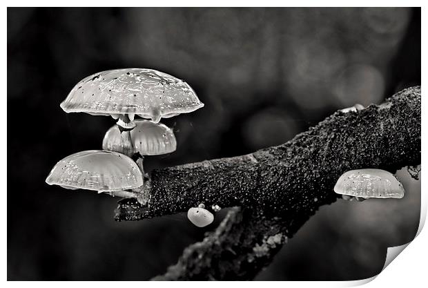 Tree fungi Print by Pete Hemington