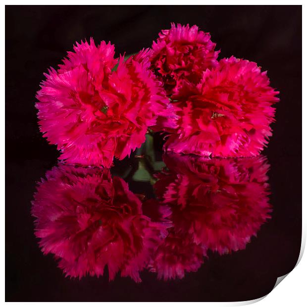 Reflected Carnations Print by Pete Hemington