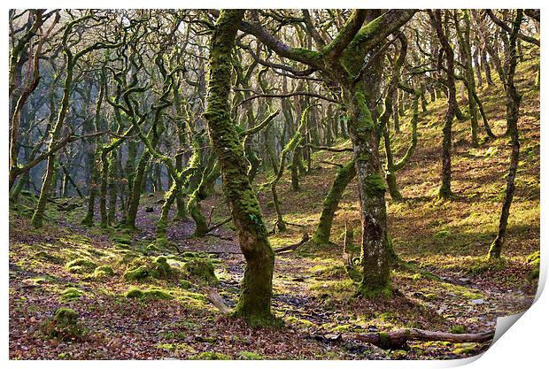 Woods near Badgeworthy Water Exmoor Print by Pete Hemington