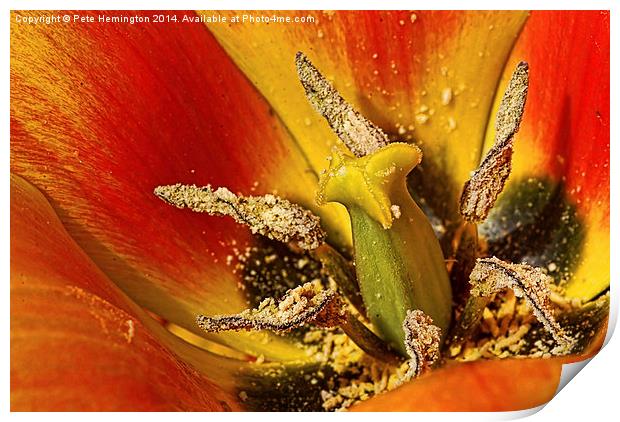 Tulip macro with orton effect Print by Pete Hemington