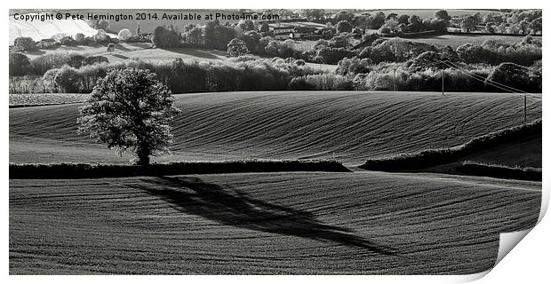  Tree and shadow Print by Pete Hemington