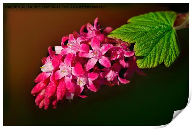 Flowering Cherry Ribes Print by Pete Hemington
