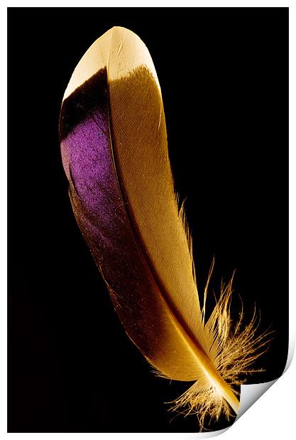 Duck feather Print by Pete Hemington