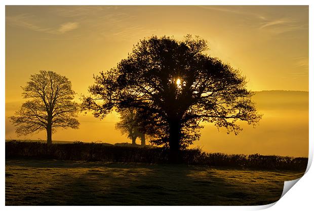 Trees at sunrise Print by Pete Hemington