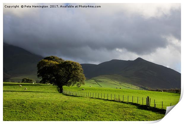 A lone tree at the back of Skiddaw Print by Pete Hemington