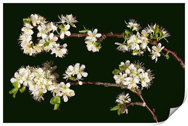 Plum blossom Print by Pete Hemington