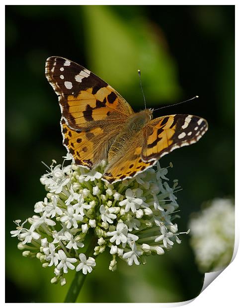 Painted lady butterfly Print by Pete Hemington