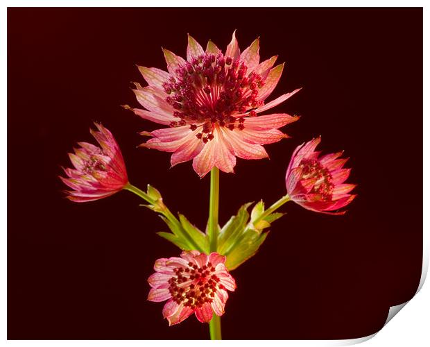 Astrantia Print by Pete Hemington