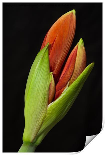 Amaryllis Bud Print by Pete Hemington