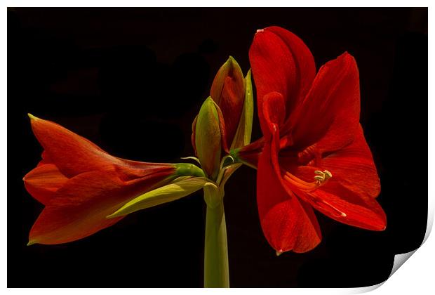 Amaryllis Flower Print by Pete Hemington