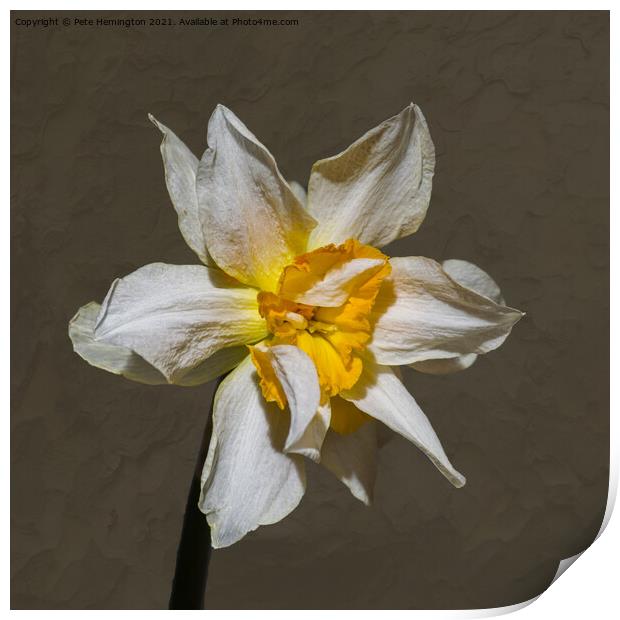 A double daffodil flower Print by Pete Hemington