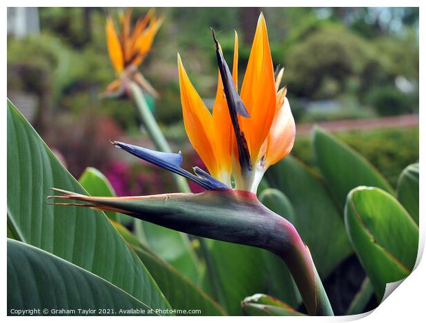 Majestic Bird of Paradise Flower Print by Graham Taylor