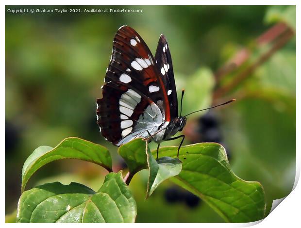 Majestic Lorquins Admiral Butterfly Print by Graham Taylor