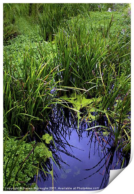 Overgrown Water Way Print by Darren Burroughs