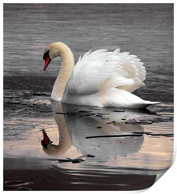 Swan Lake Print by Darren Burroughs