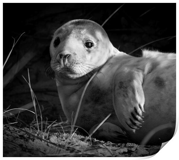 Seal Pup At Winterton On Sea Norfolk Print by Darren Burroughs