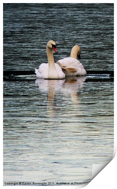 Swans Print by Darren Burroughs