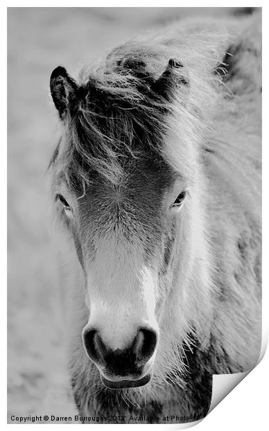 Wild Foal Print by Darren Burroughs