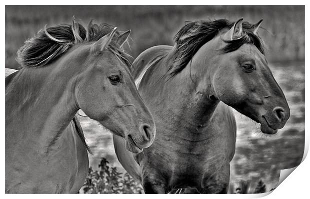 Konik Horses at Minsmere Print by Darren Burroughs