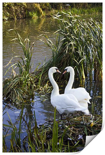 Swans I Love You Print by Darren Burroughs