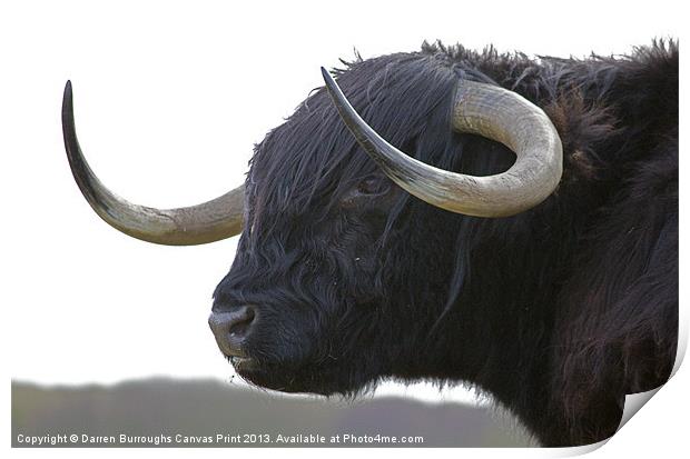 Highland Cattle Print by Darren Burroughs