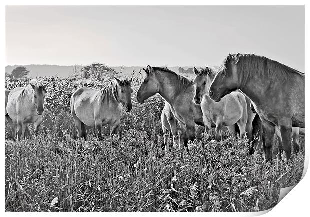 Minsmere Konic Horses Print by Darren Burroughs