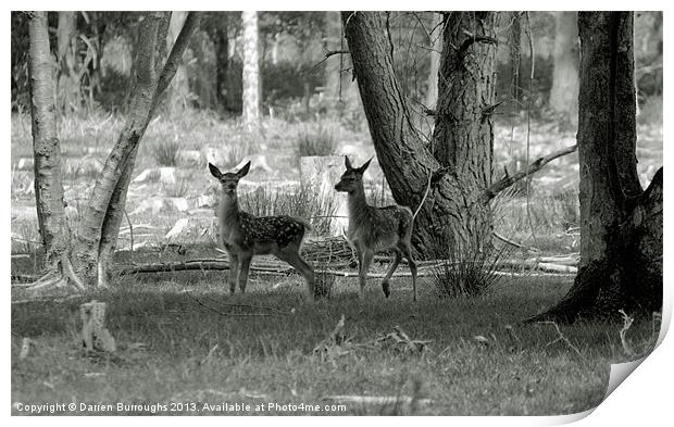 Red Deer Fawn Print by Darren Burroughs