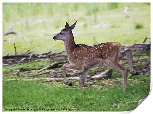 Bambi Print by Darren Burroughs