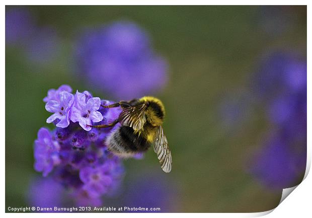 Bee On Lavender Print by Darren Burroughs