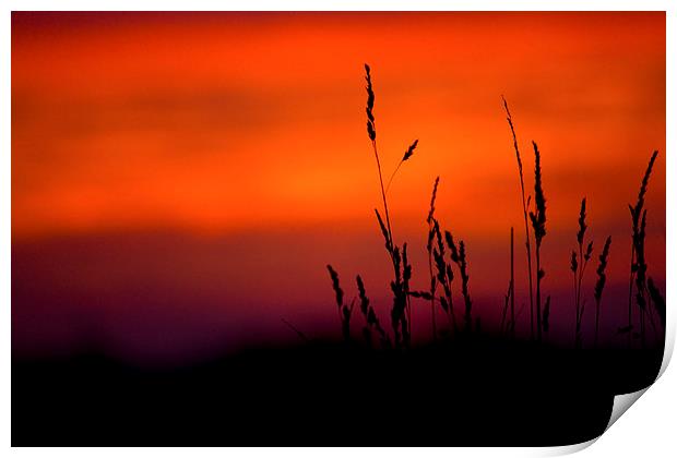 Silhouette Grasses At Sunset Print by Darren Burroughs