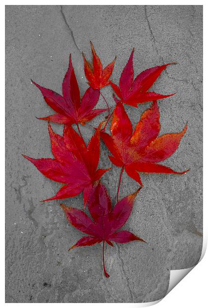 Acer Leaves On A Textured Background Print by Darren Burroughs