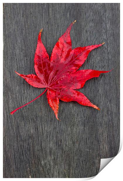 Acer Leaf On A Textured Background Print by Darren Burroughs