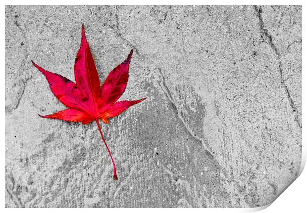Acer Leaf On A Textured Background Print by Darren Burroughs