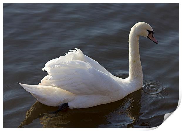 Swan In Motion Print by Darren Burroughs