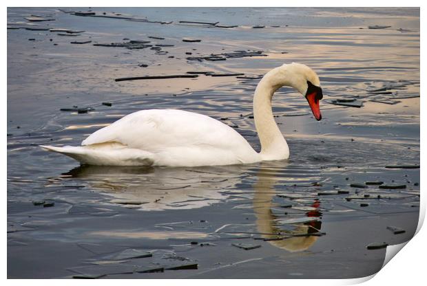 Swan On Frozen water Print by Darren Burroughs
