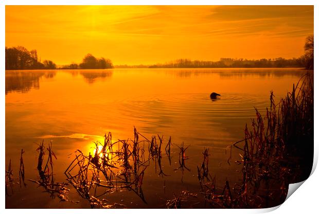 Golden Lake Sunrise Print by Darren Burroughs