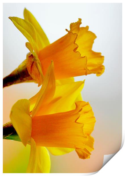 Dreamy Daffodils Print by Darren Burroughs
