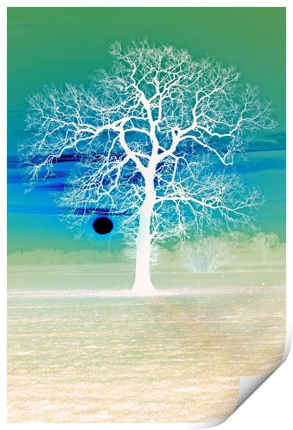 Winter tree at sunrise Print by Darren Burroughs