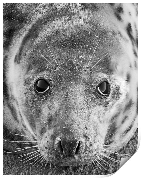 Grey Seal In Black And White Print by Darren Burroughs