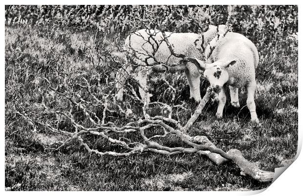 Sheep in Monotone. Print by Darren Burroughs