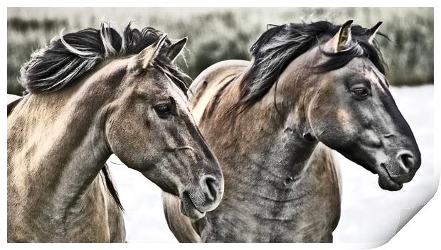 Konik Horses. Print by Darren Burroughs